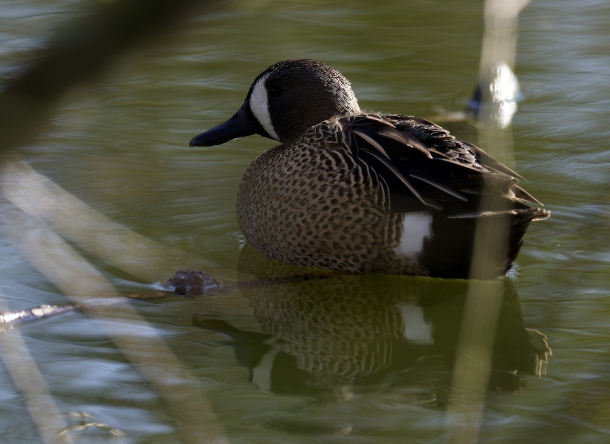 Blue-winged Teal - ML532872691