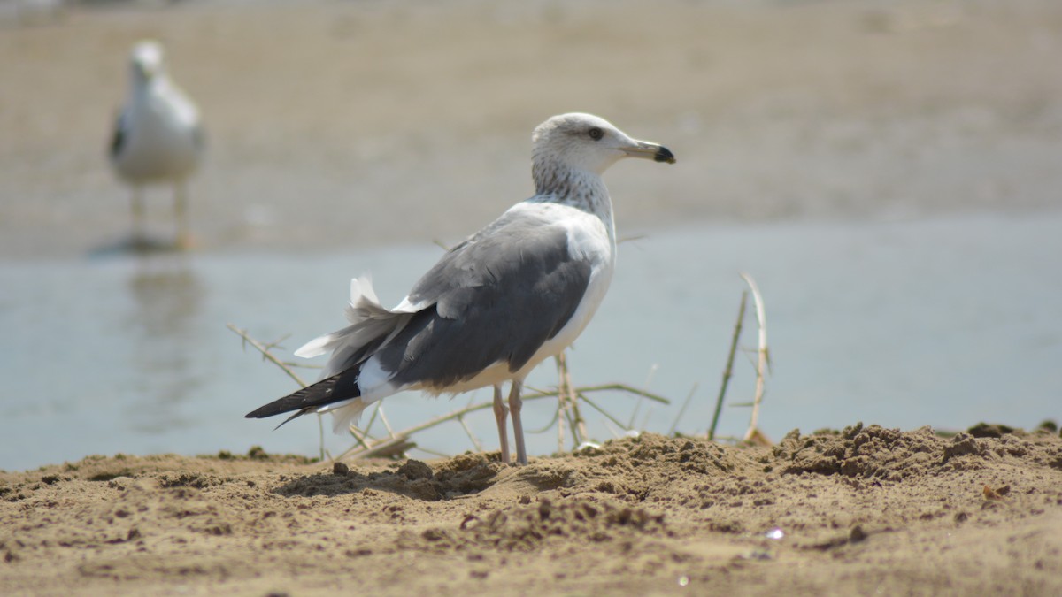 Lesser Black-backed Gull (Heuglin's) - ML532872841