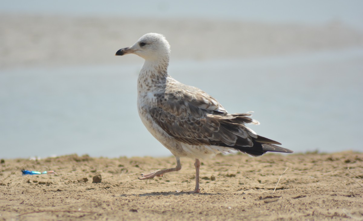 Lesser Black-backed Gull (Heuglin's) - ML532872861
