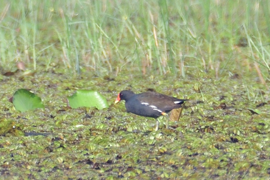 Eurasian Moorhen - ML532872951