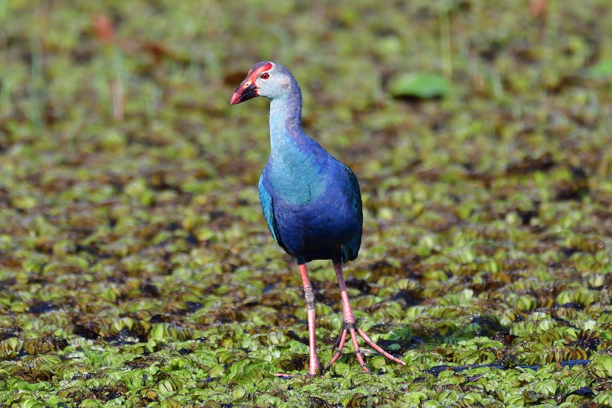 Gray-headed Swamphen - H Nambiar