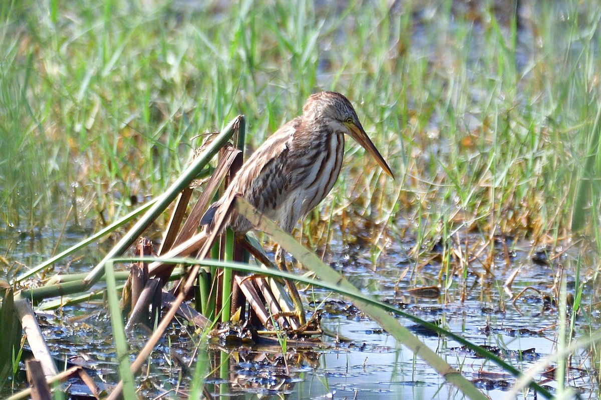 Yellow Bittern - H Nambiar