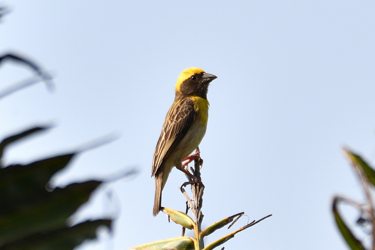 Baya Weaver - H Nambiar