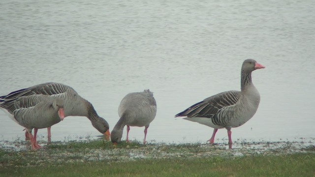 Graylag Goose (European) - ML532873531