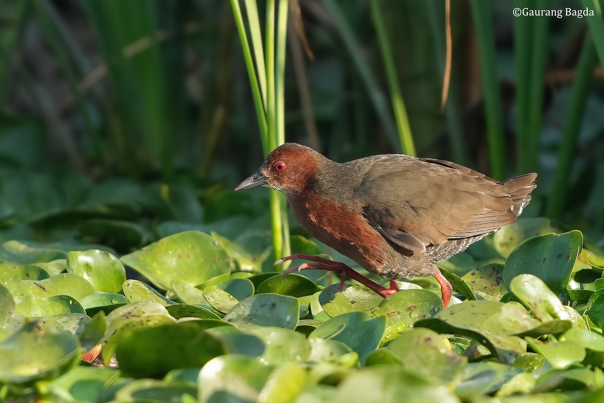 Ruddy-breasted Crake - ML532875211