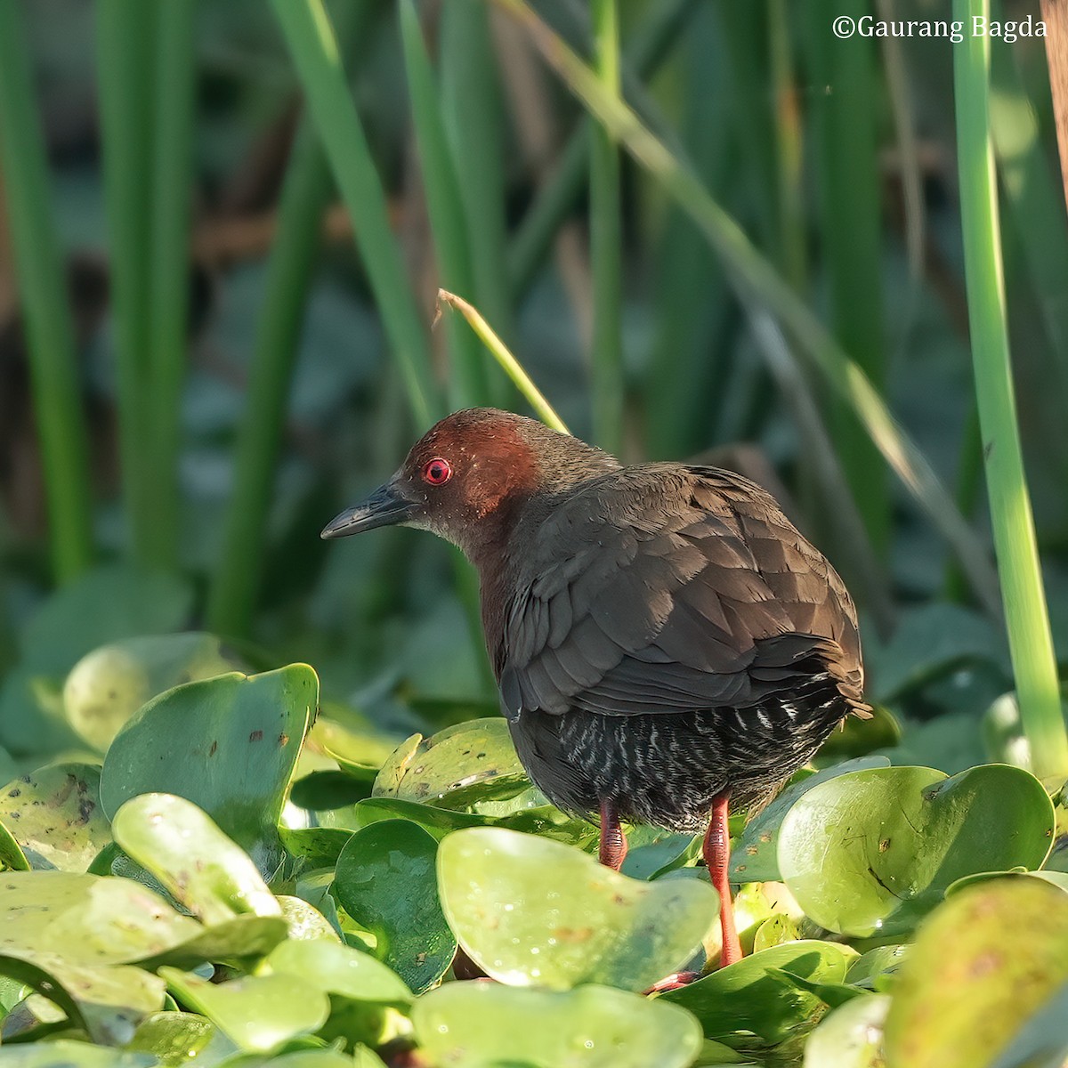 Ruddy-breasted Crake - ML532875231