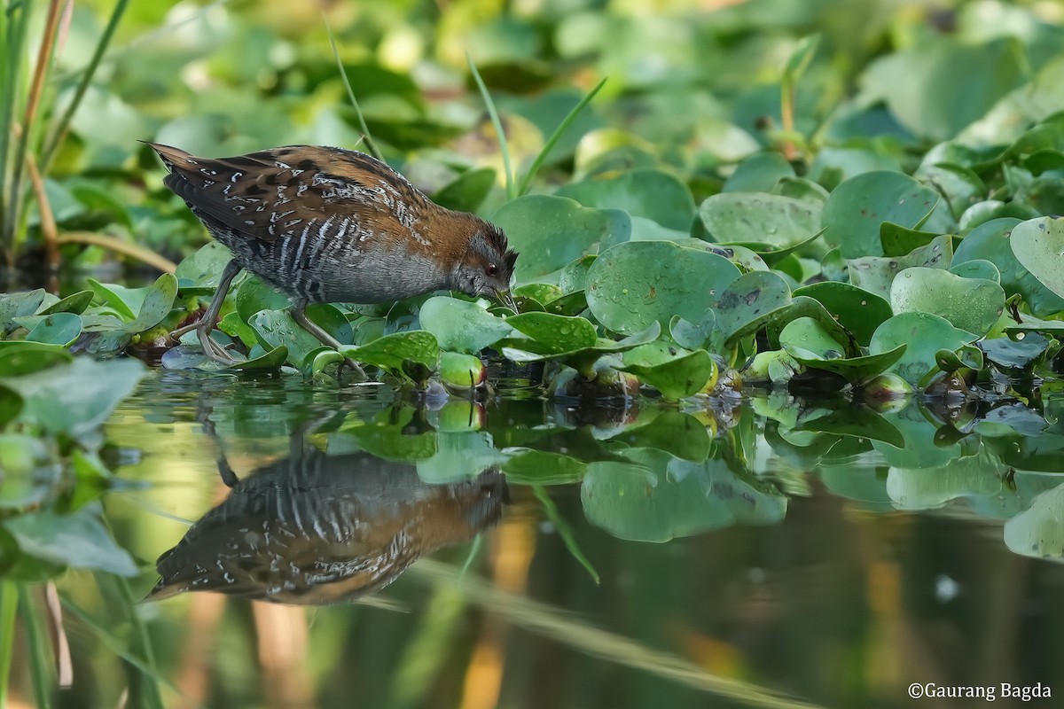 Baillon's Crake - Gaurang Bagda