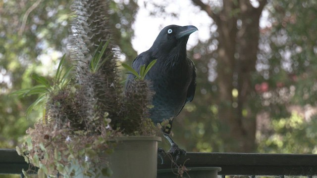 Corbeau d'Australie - ML532876471