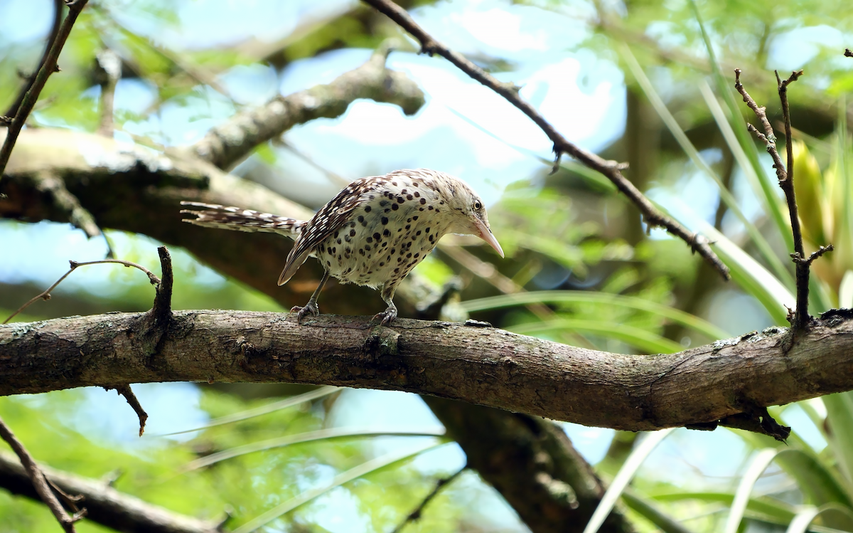 Stripe-backed Wren - ML532878501