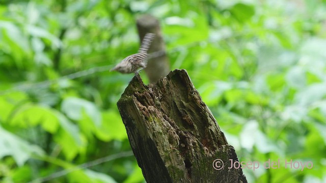 Stripe-backed Wren - ML532878741