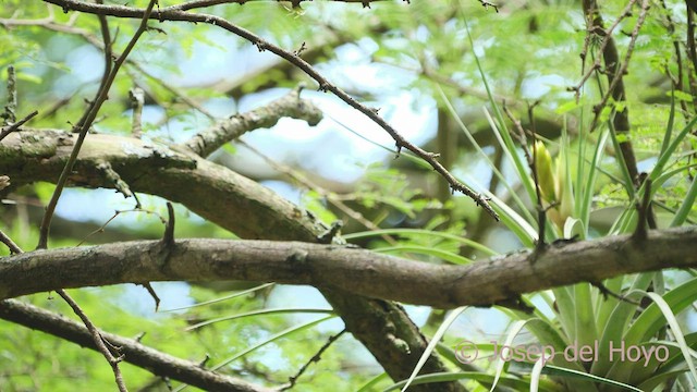 Stripe-backed Wren - ML532878751