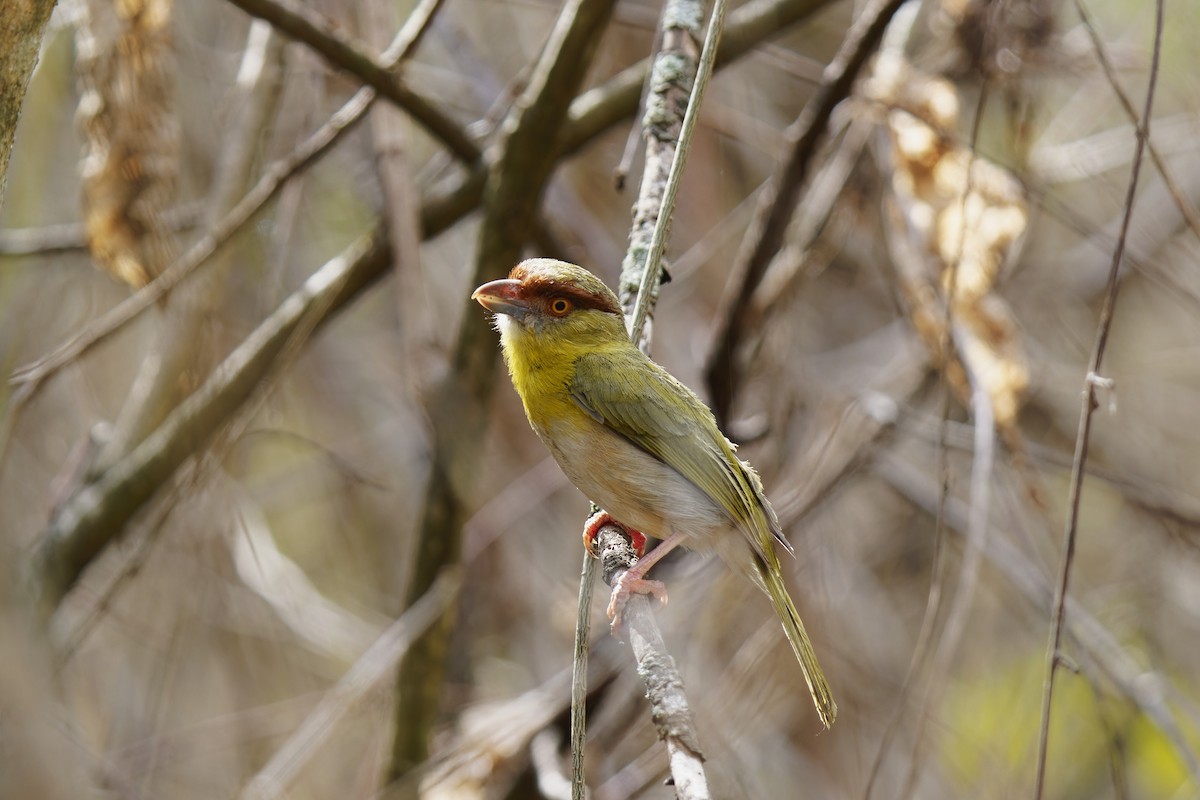 Rufous-browed Peppershrike - Holger Teichmann