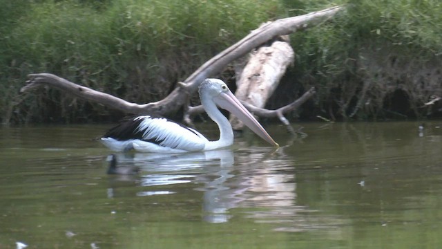 Australian Pelican - ML532879841