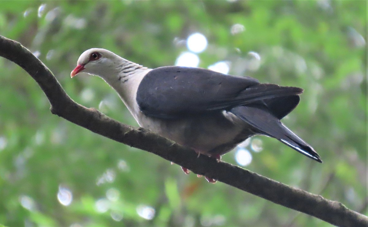 White-headed Pigeon - ML532879891