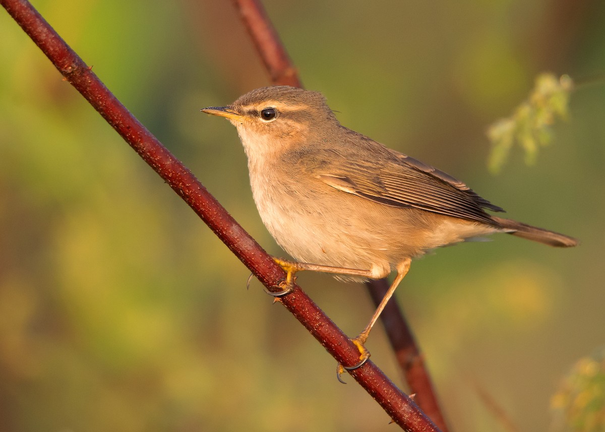 Dusky Warbler - Ayuwat Jearwattanakanok