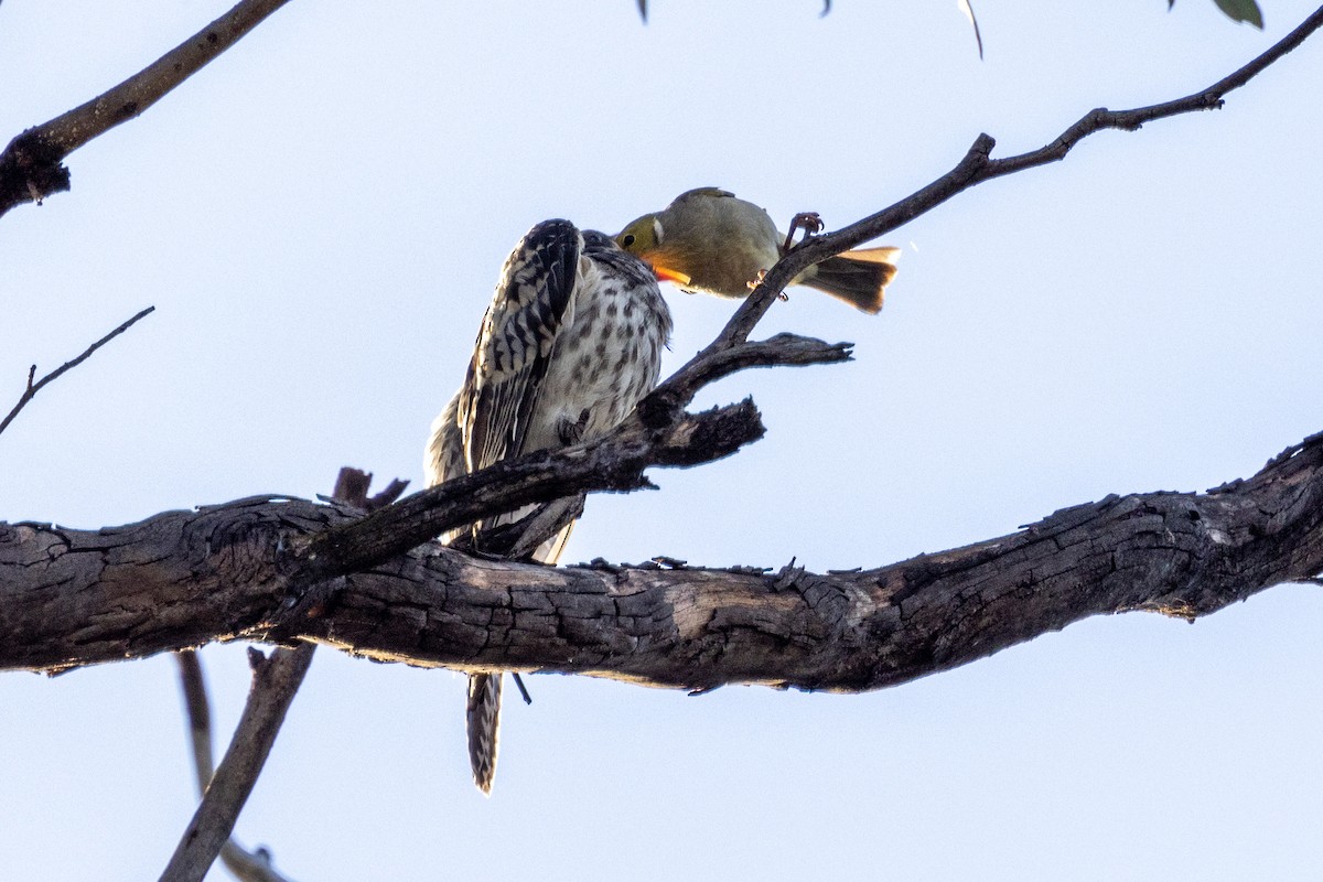 White-plumed Honeyeater - ML532880561