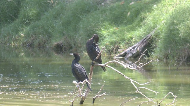 Little Black Cormorant - ML532880671