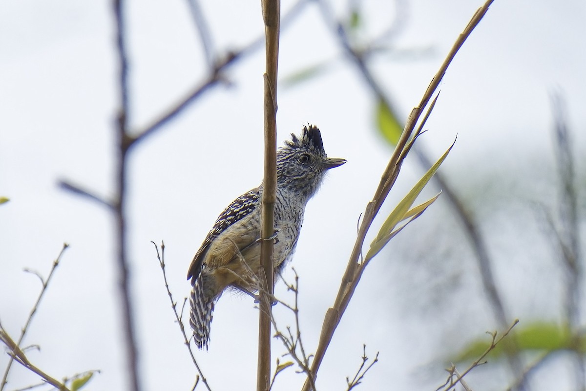 Chapman's Antshrike - Holger Teichmann