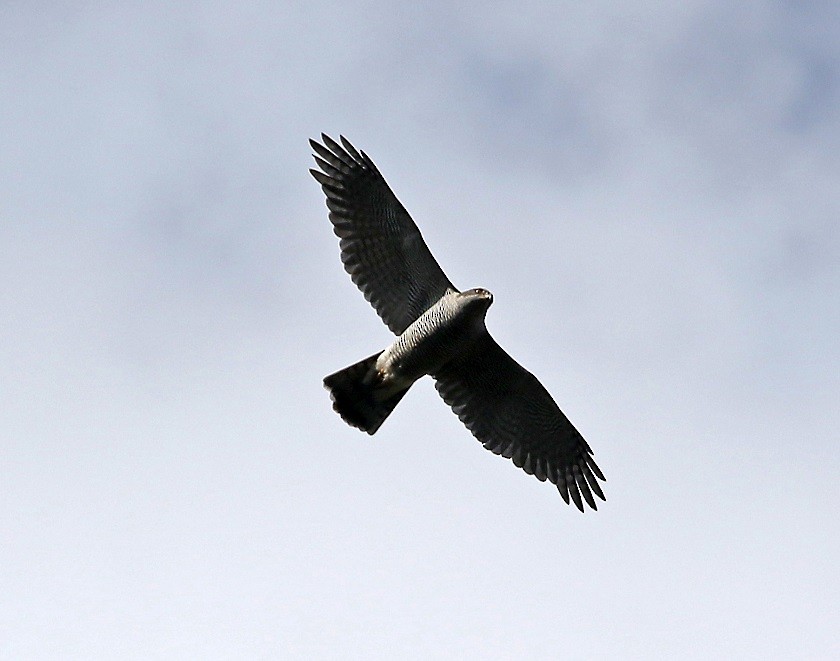 Eurasian Goshawk - ML532882771