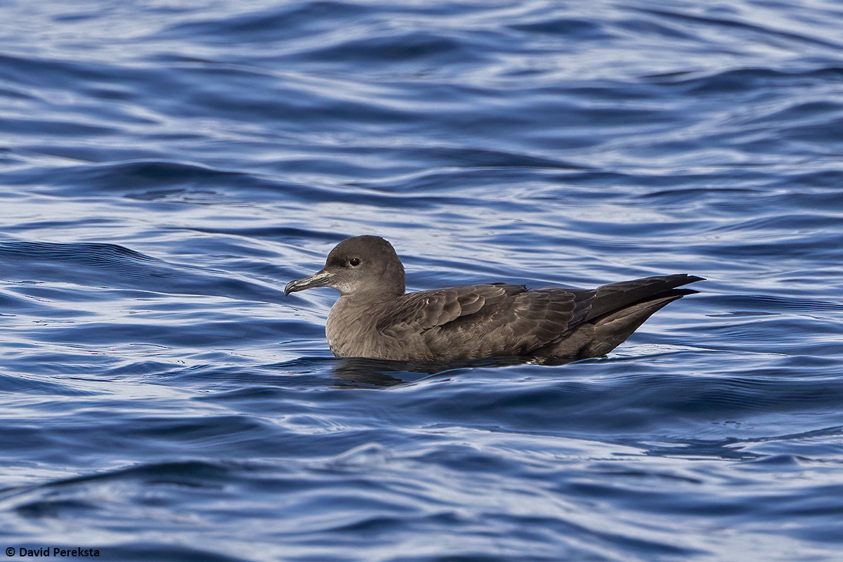 Sooty Shearwater - ML532882791