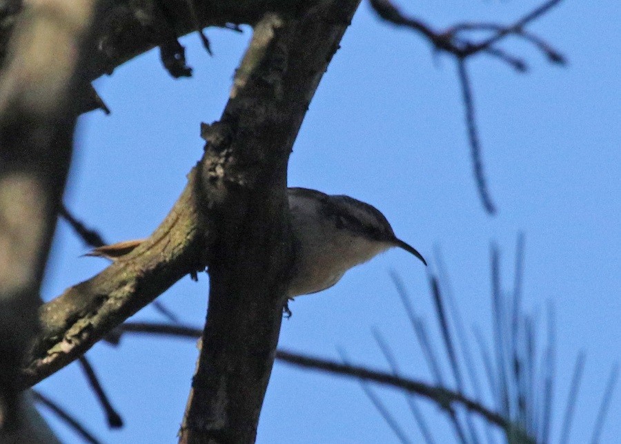 Short-toed Treecreeper - ML532882801