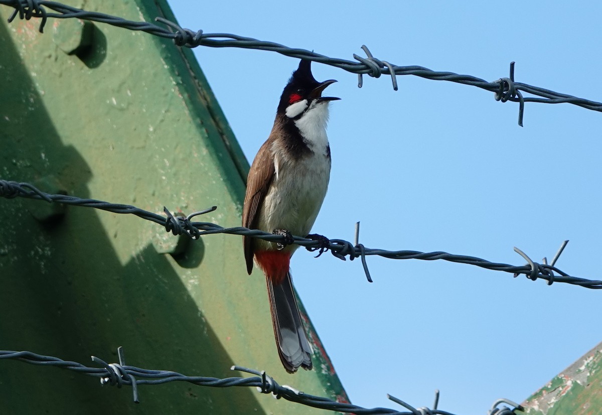 Red-whiskered Bulbul - ML532882891