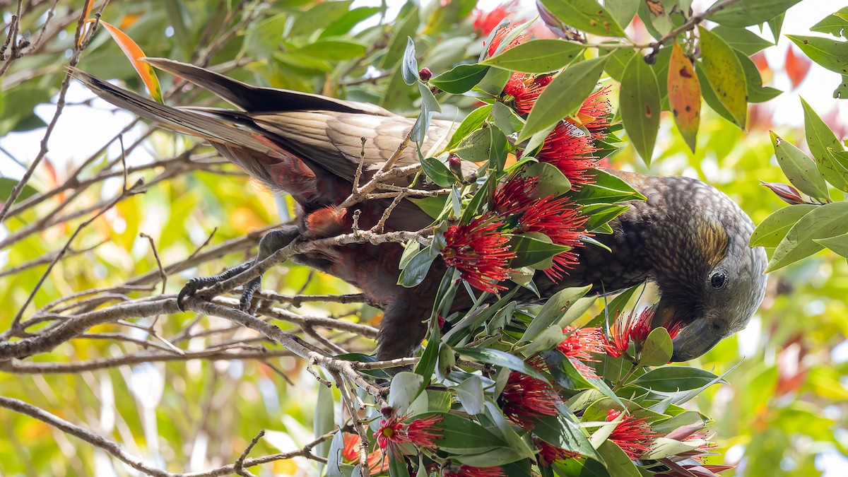 New Zealand Kaka - ML532882971