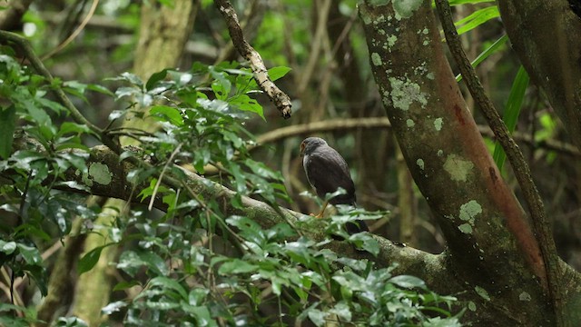 Barred Forest-Falcon - ML532883141