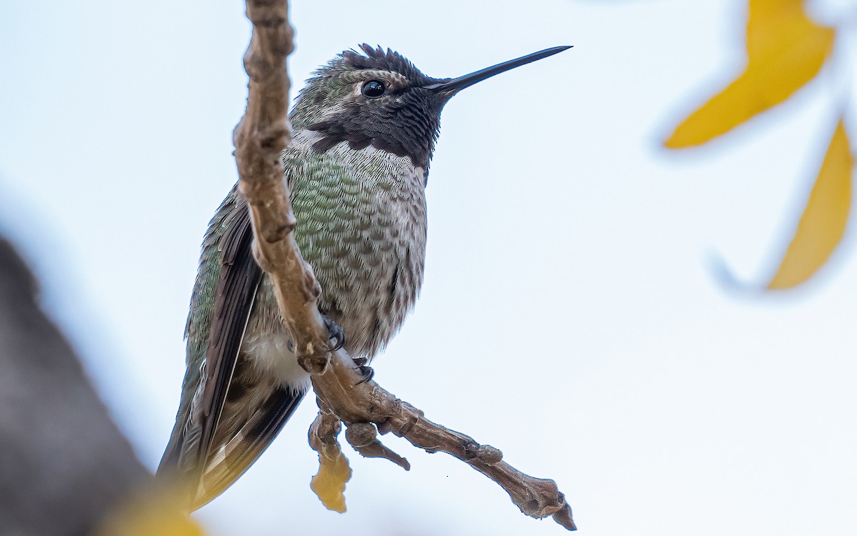 Anna's Hummingbird - Wouter Van Gasse
