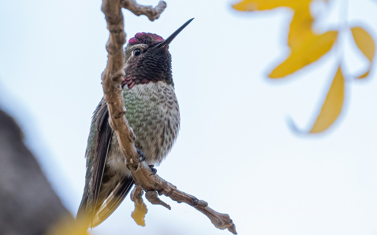 Anna's Hummingbird - ML532883301