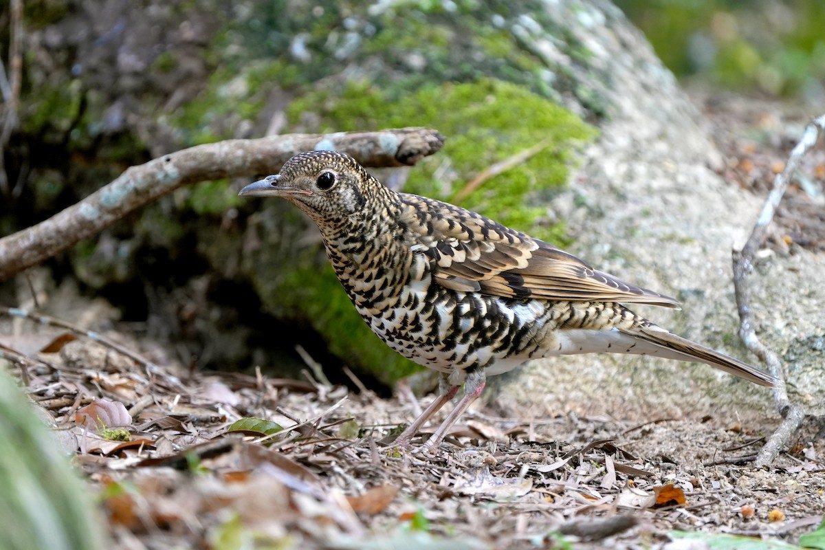 White's Thrush - Roman Lo