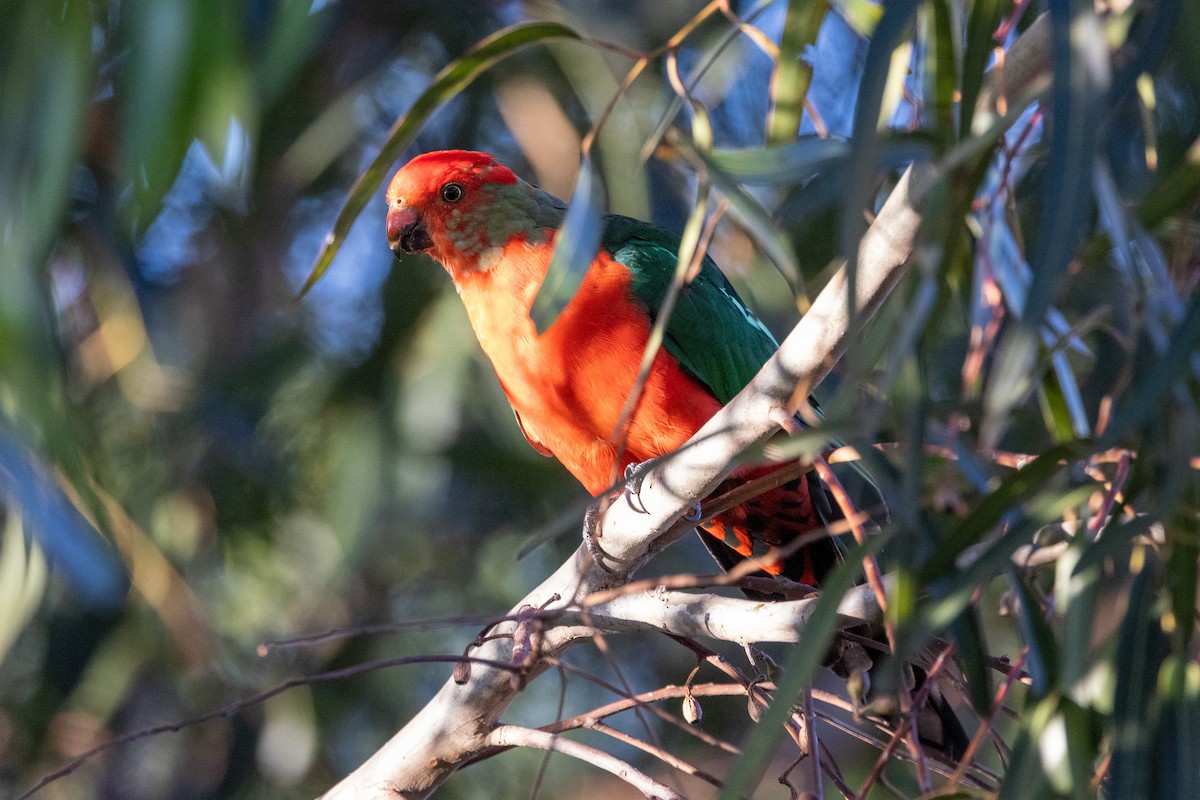 Avustralya Kral Papağanı - ML532885211