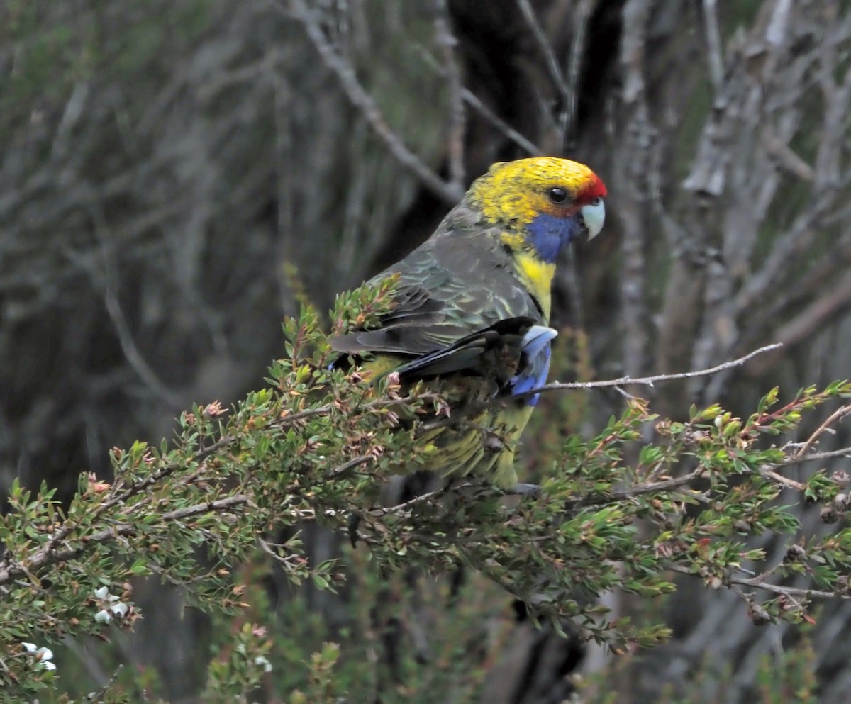 Green Rosella - Sue Lee