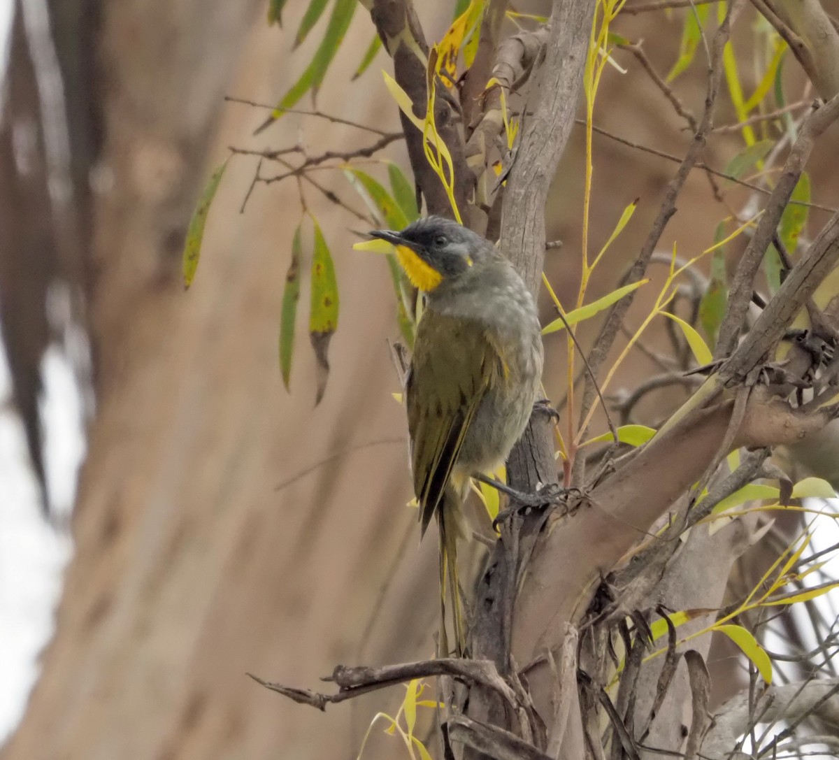 Yellow-throated Honeyeater - ML532885421