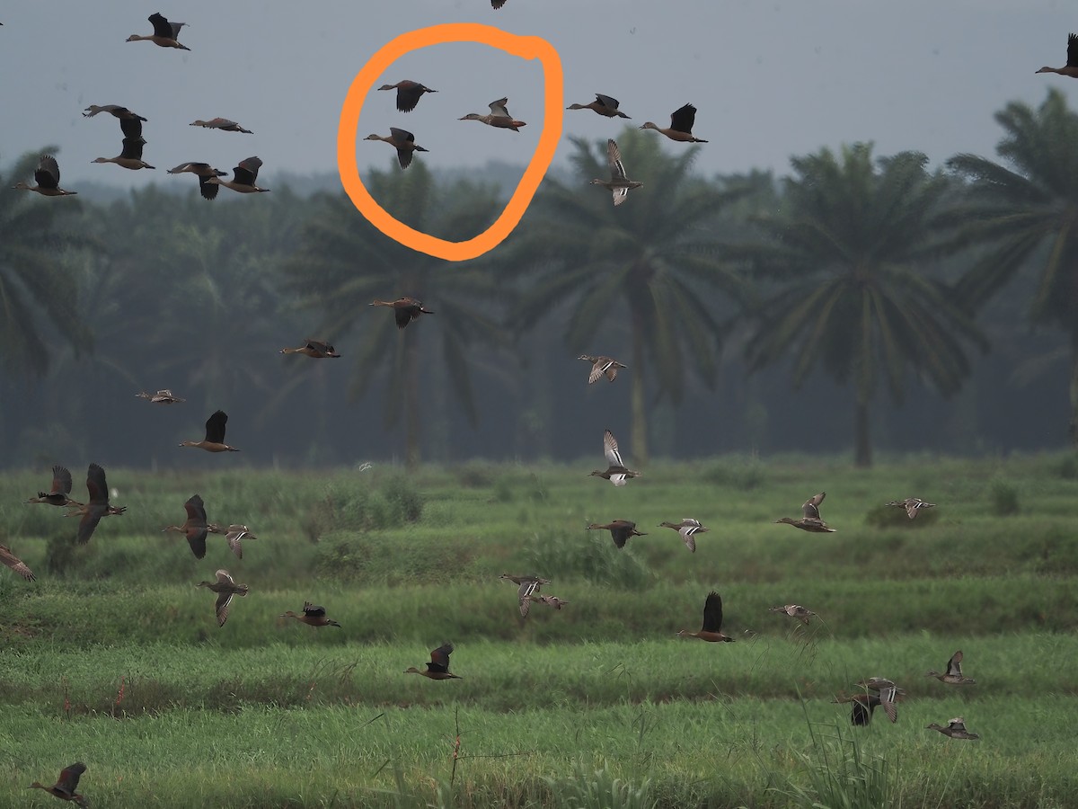 Northern Shoveler - yk han2