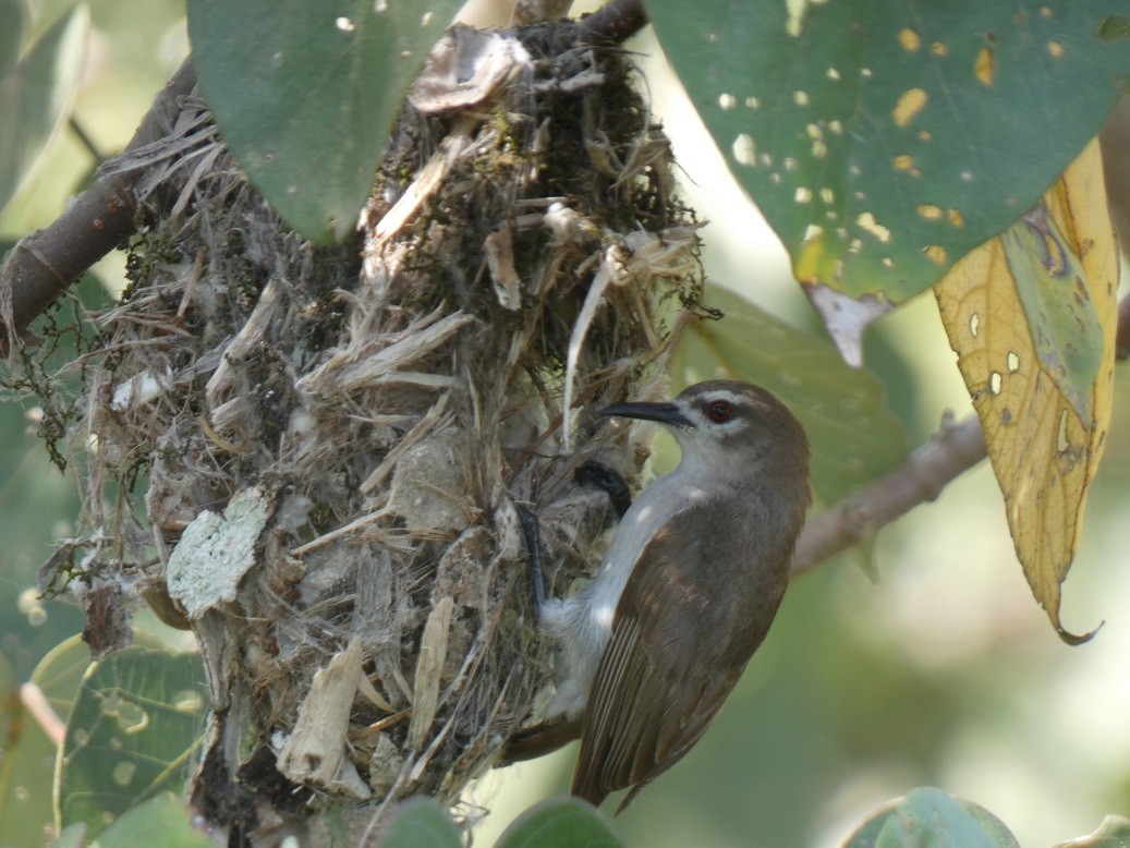 Mouse-brown Sunbird - Etienne Rogeau