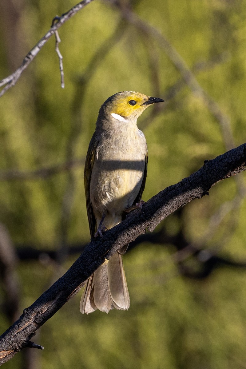 White-plumed Honeyeater - Richard and Margaret Alcorn