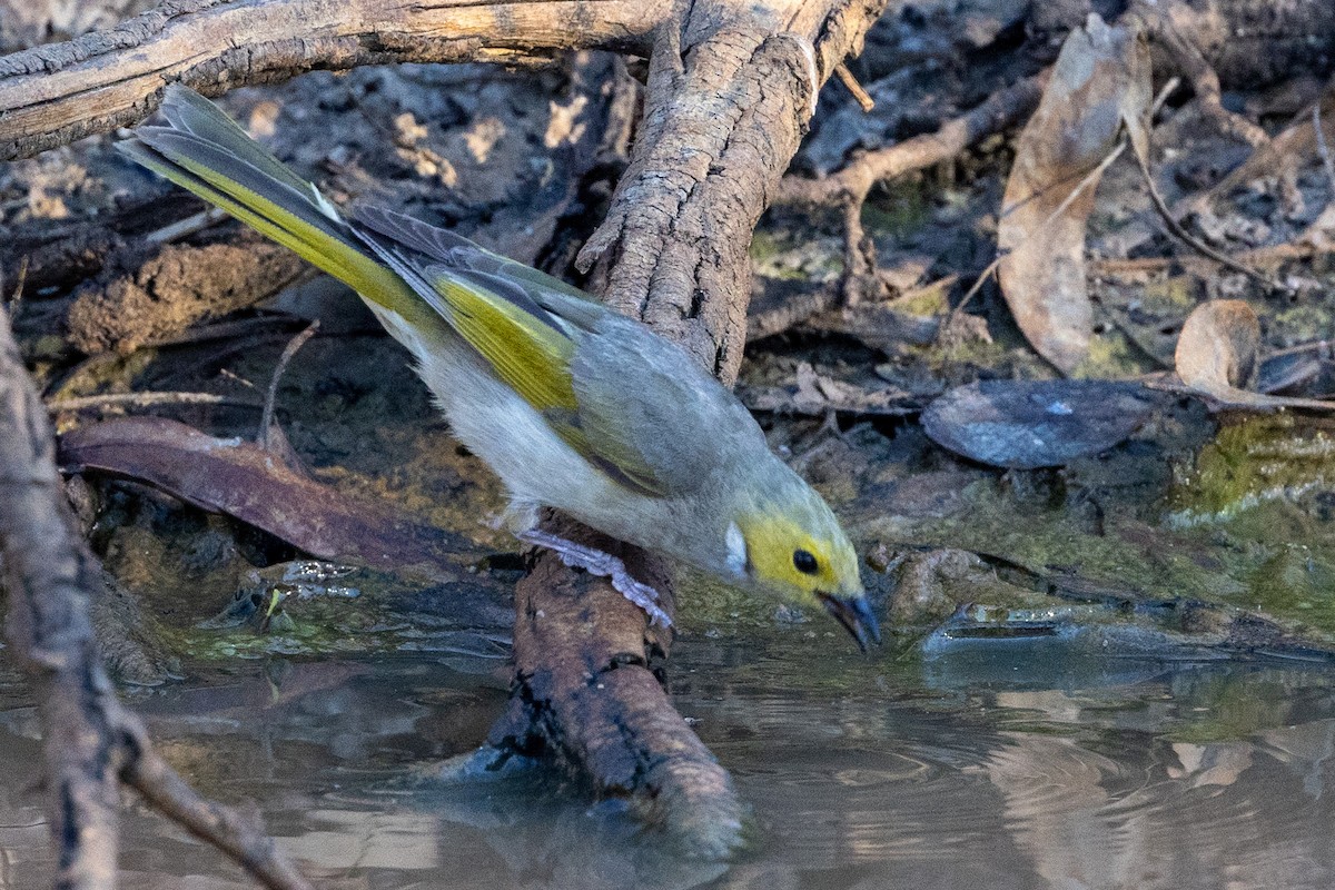 White-plumed Honeyeater - Richard and Margaret Alcorn