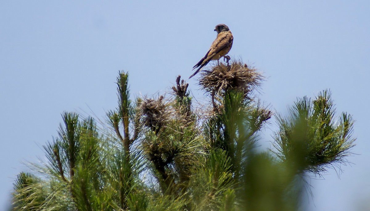 Faucon crécerelle (canariensis/dacotiae) - ML532886891