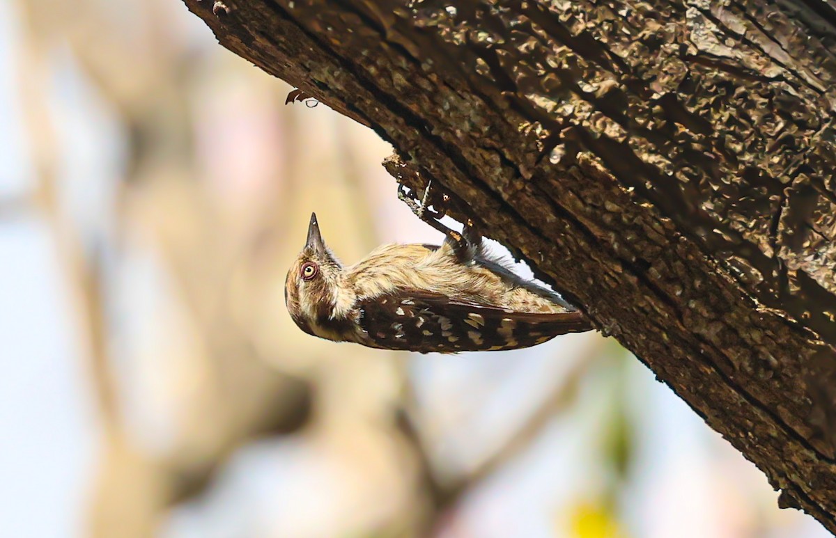 Brown-capped Pygmy Woodpecker - ML532887011