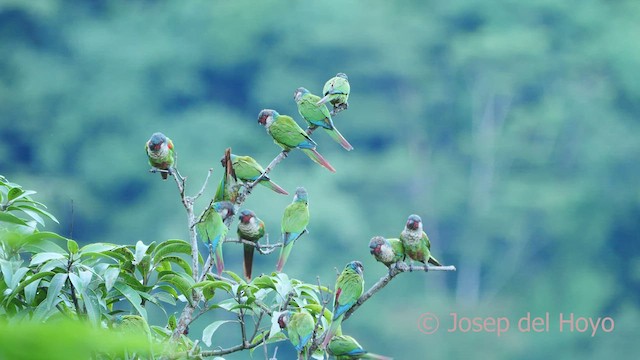 regnbueparakitt (caeruleiceps) (blåkroneparakitt) - ML532887091