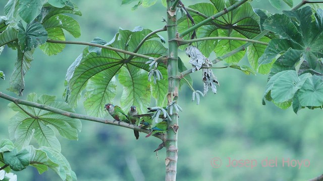 Painted Parakeet (Todd's) - ML532888011