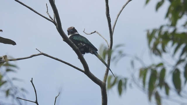Jacamar à longue queue - ML532889041