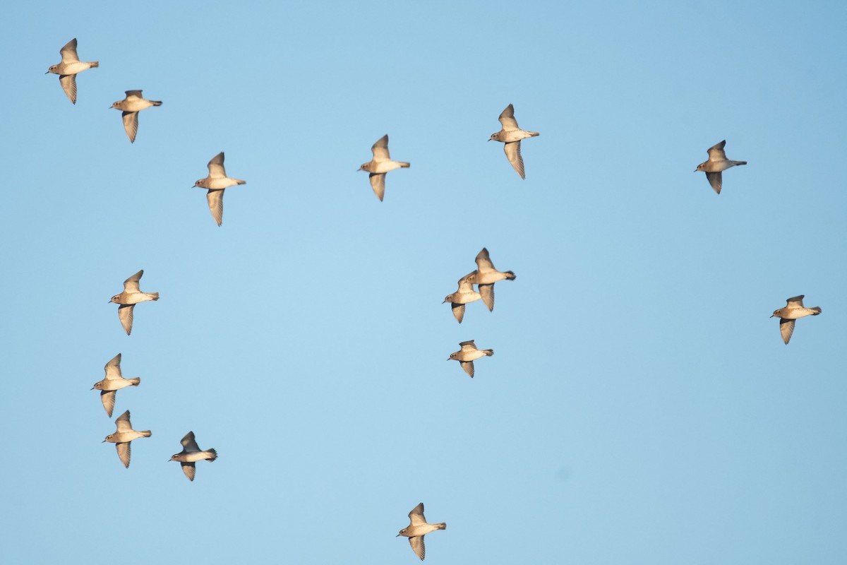 European Golden-Plover - ML532889181