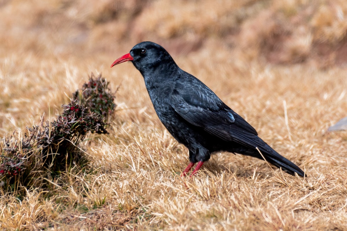 Red-billed Chough - ML532890261