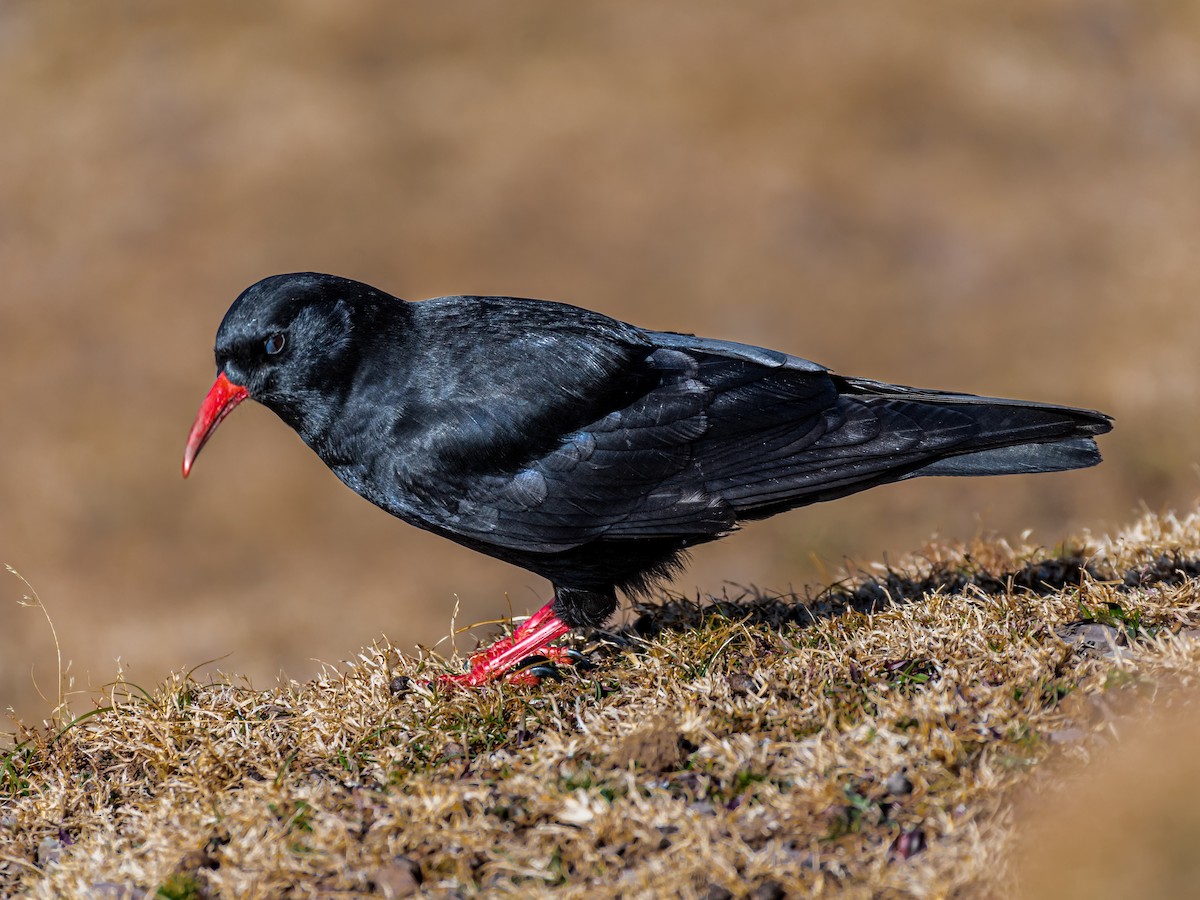 Red-billed Chough - ML532890291