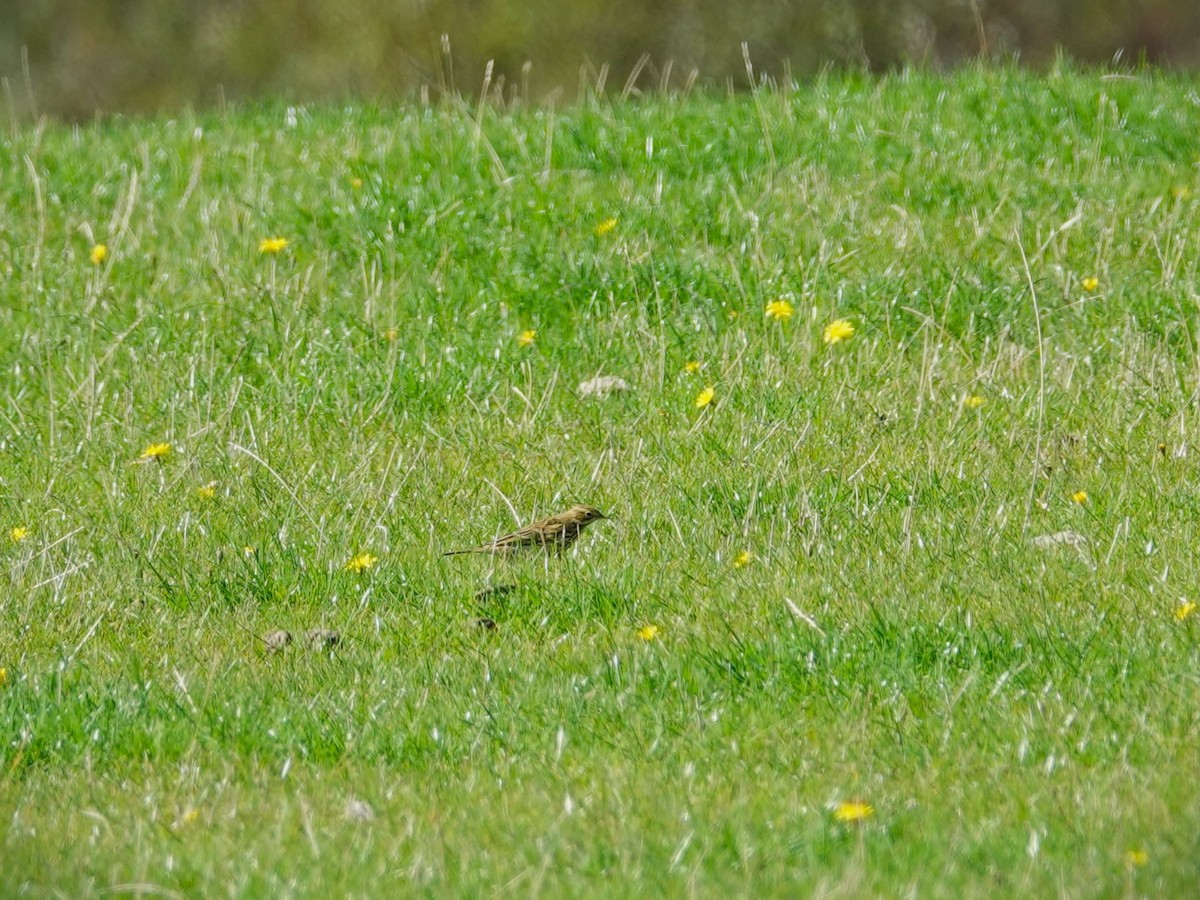 Meadow Pipit - ML532890321