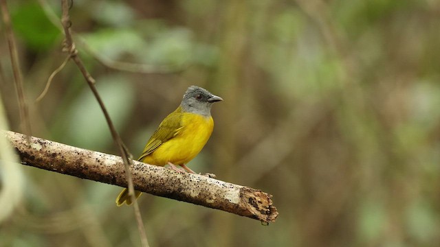 Tangara Cabecigrís - ML532890661