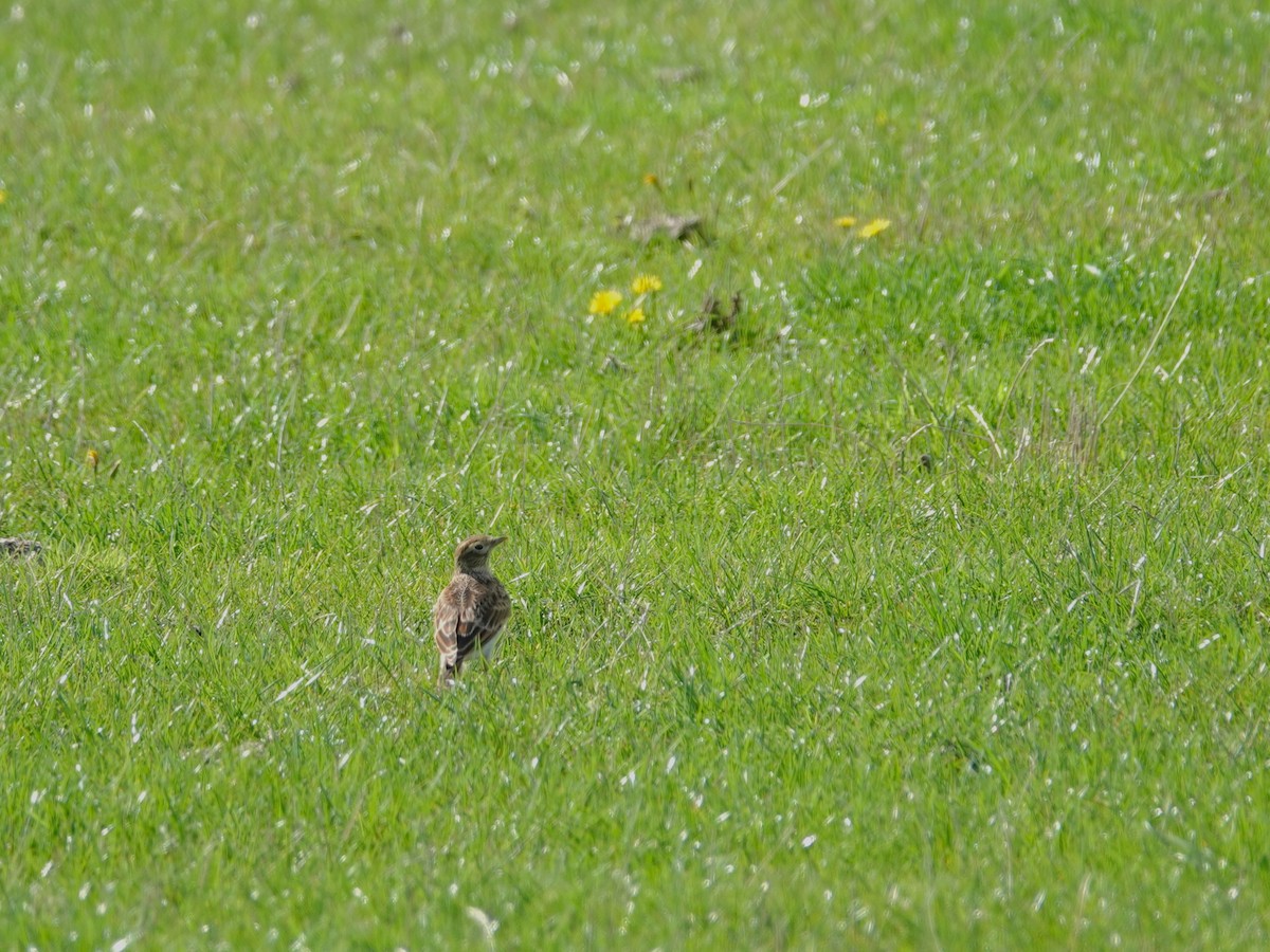 Eurasian Skylark - ML532890681