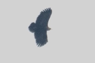 eagle sp. - ML532890761